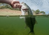 Bass Fishing Tips And Techniques