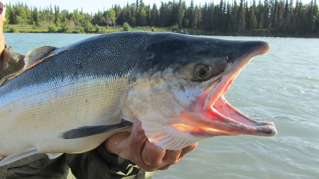 alaskan salmon fishing