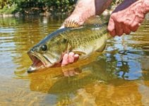 How To Catch Largemouth Bass – 5 Best Locations